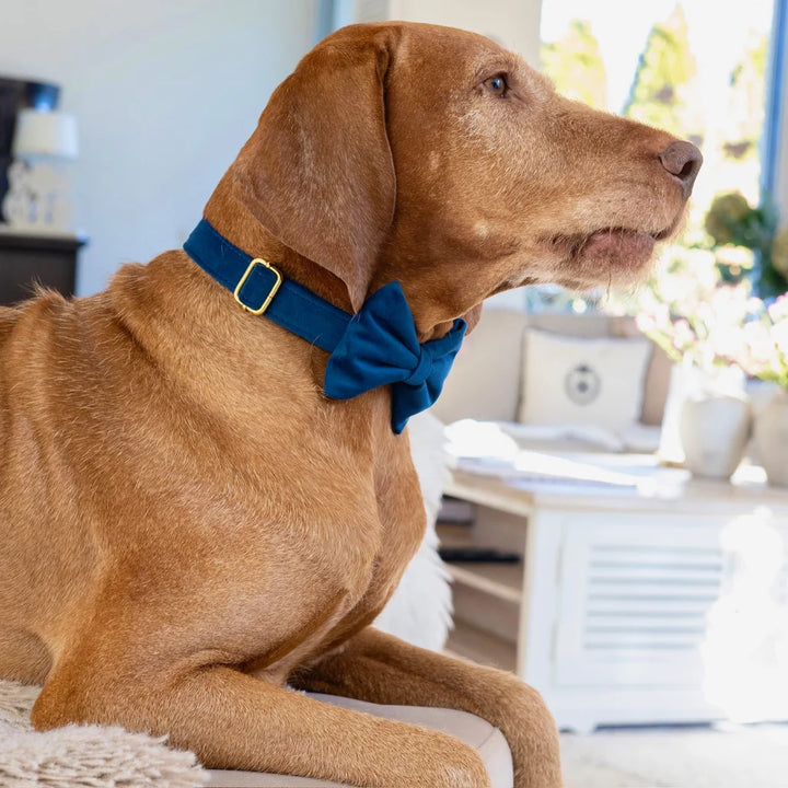 Welurowa muszka dla psa - granatowa