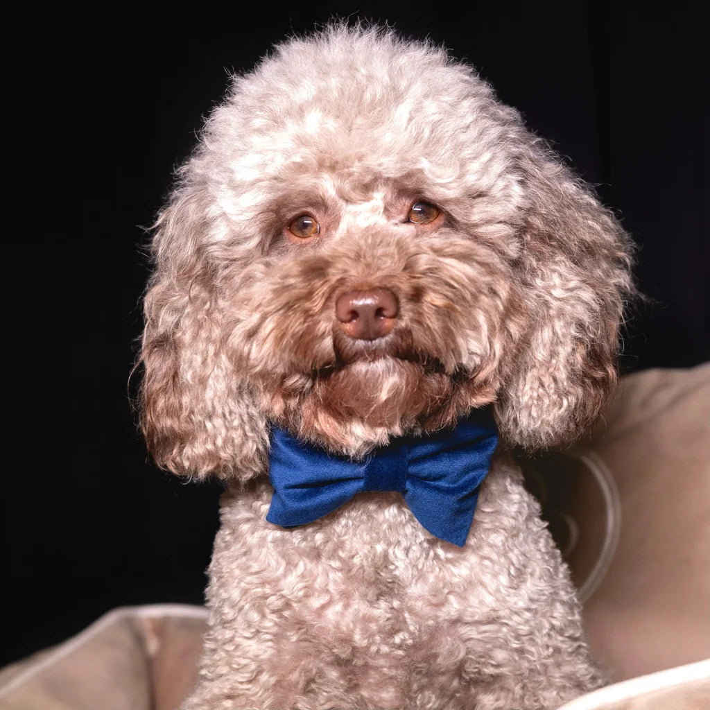 Welurowa muszka dla psa - granatowa