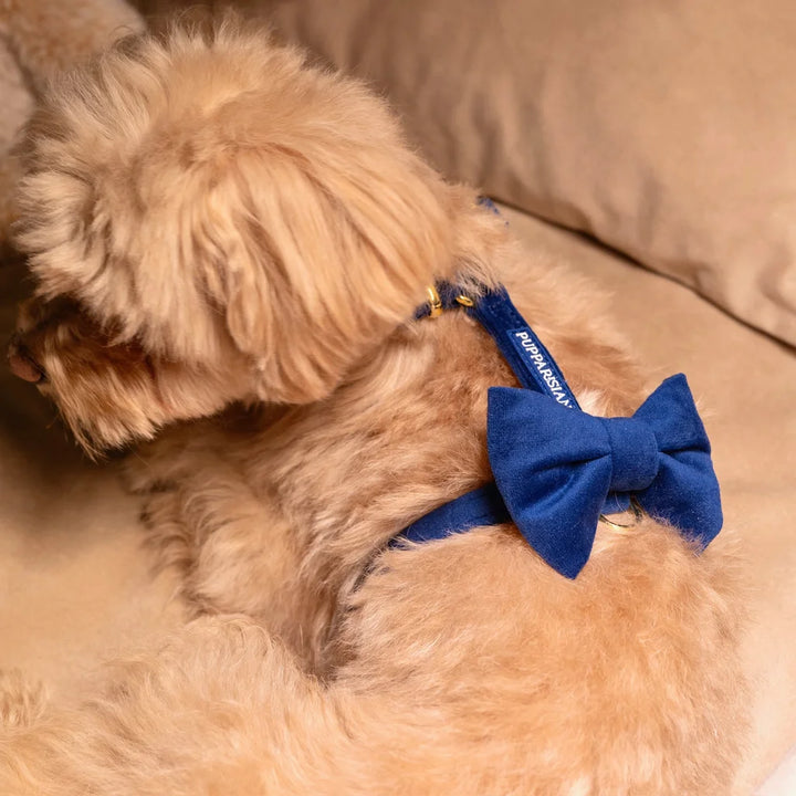 Welurowa muszka dla psa - granatowa