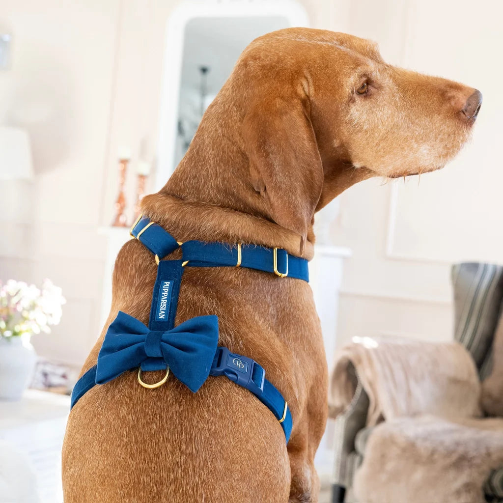 Welurowa muszka dla psa - granatowa