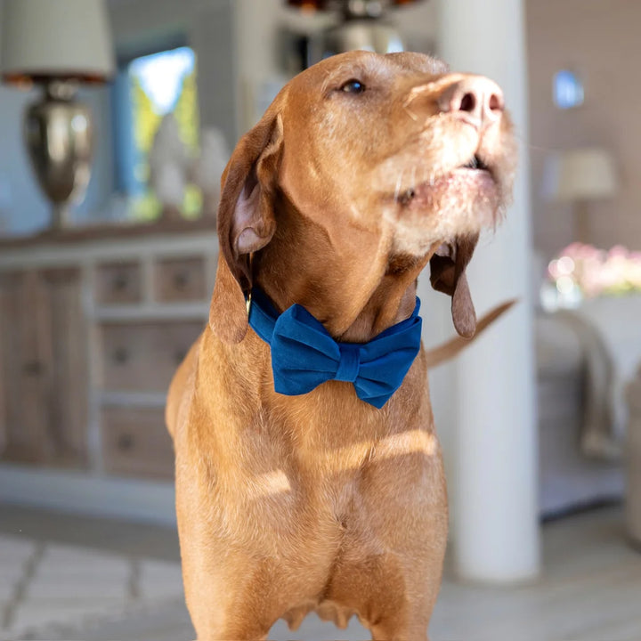 Welurowa muszka dla psa - granatowa