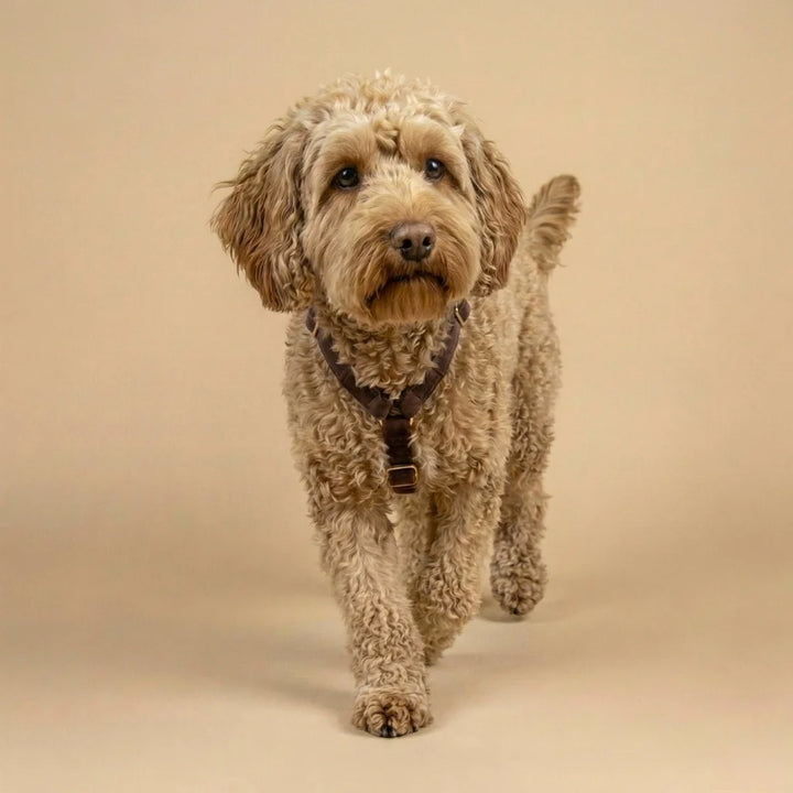 Welurowe szelki guard dla psa 2.0 - brązowe