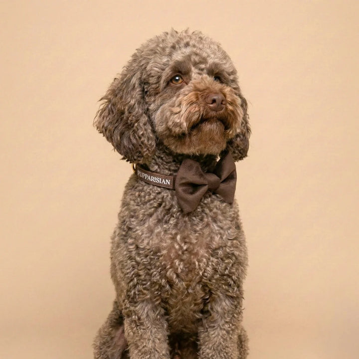 Welurowa obroża z muszką dla psa – brązowa