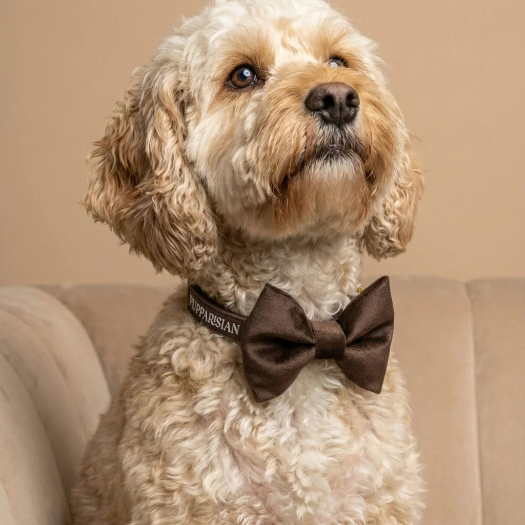 Welurowa obroża z muszką dla psa – brązowa