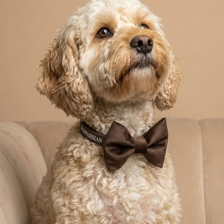 Welurowa obroża z muszką dla psa – brązowa