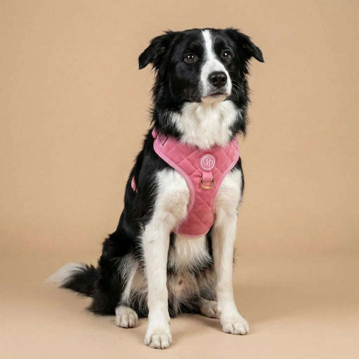 Welurowe szelki bezuciskowe dla psa – różowe