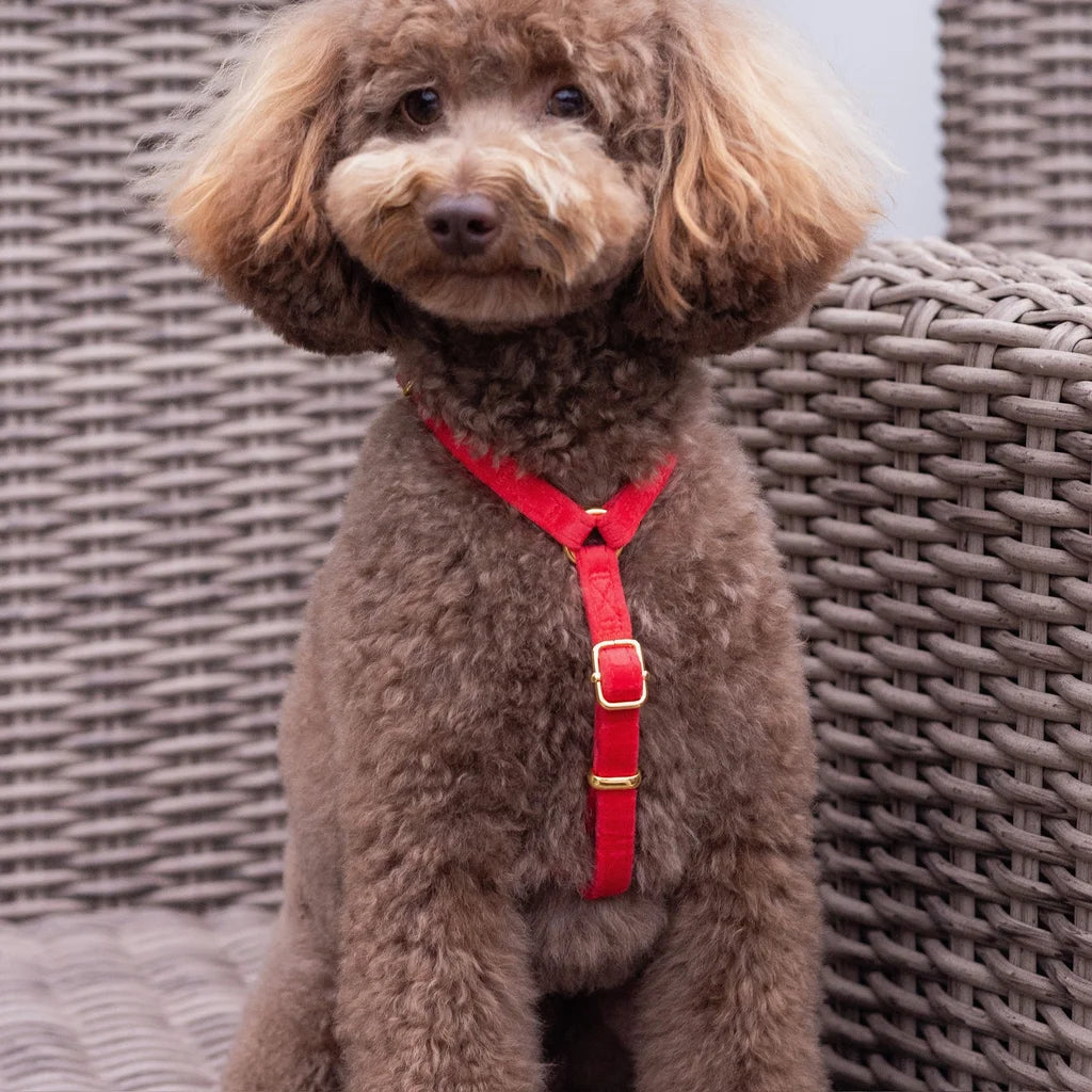 Welurowe szelki guard dla psa 2.0 – czerwone