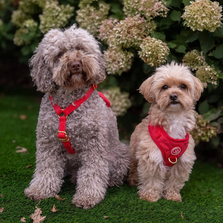 Welurowe szelki bezuciskowe dla psa 2.0 - czerwone