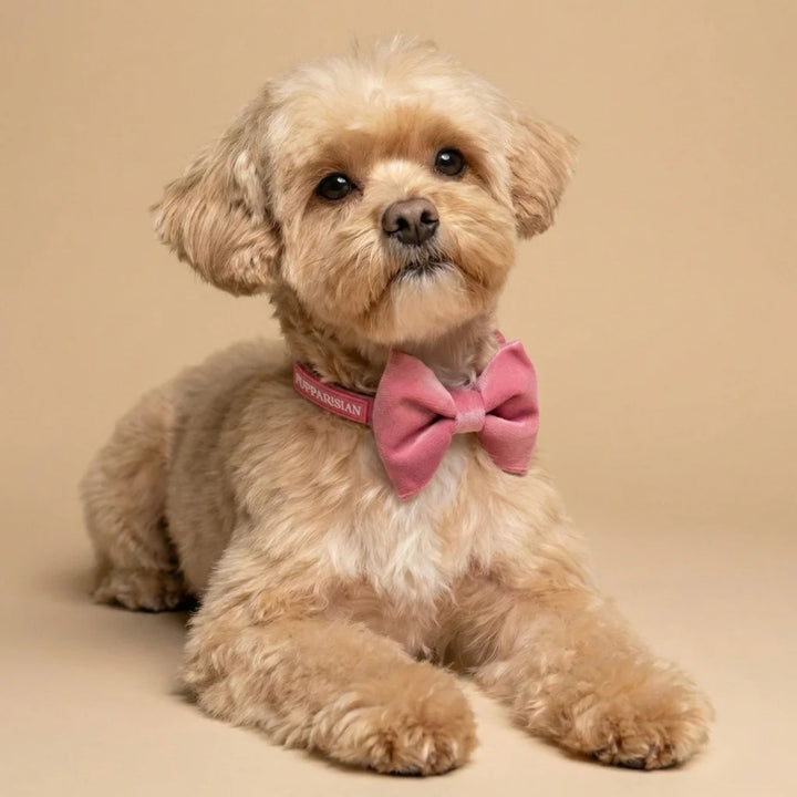 Welurowa obroża z muszką dla psa – różowa