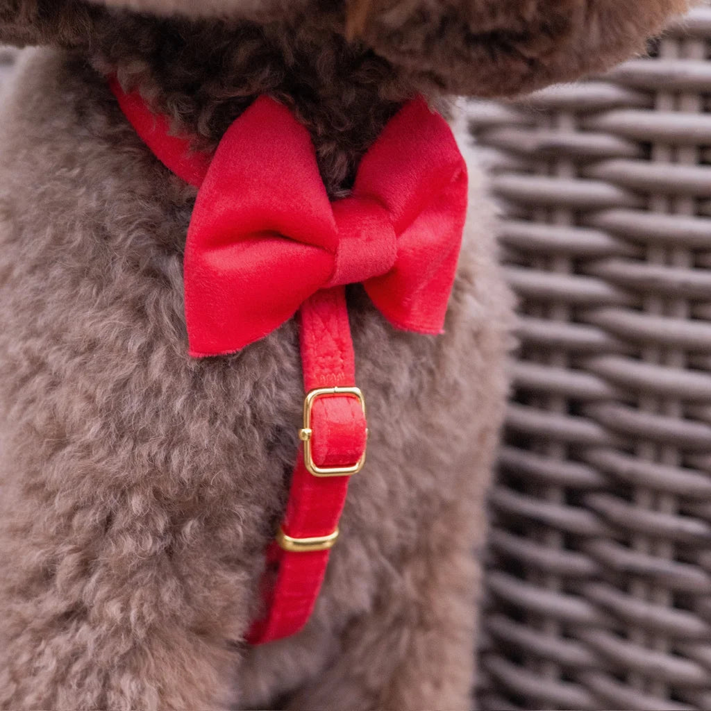 Welurowe szelki guard dla psa z kokardą 2.0 – czerwone