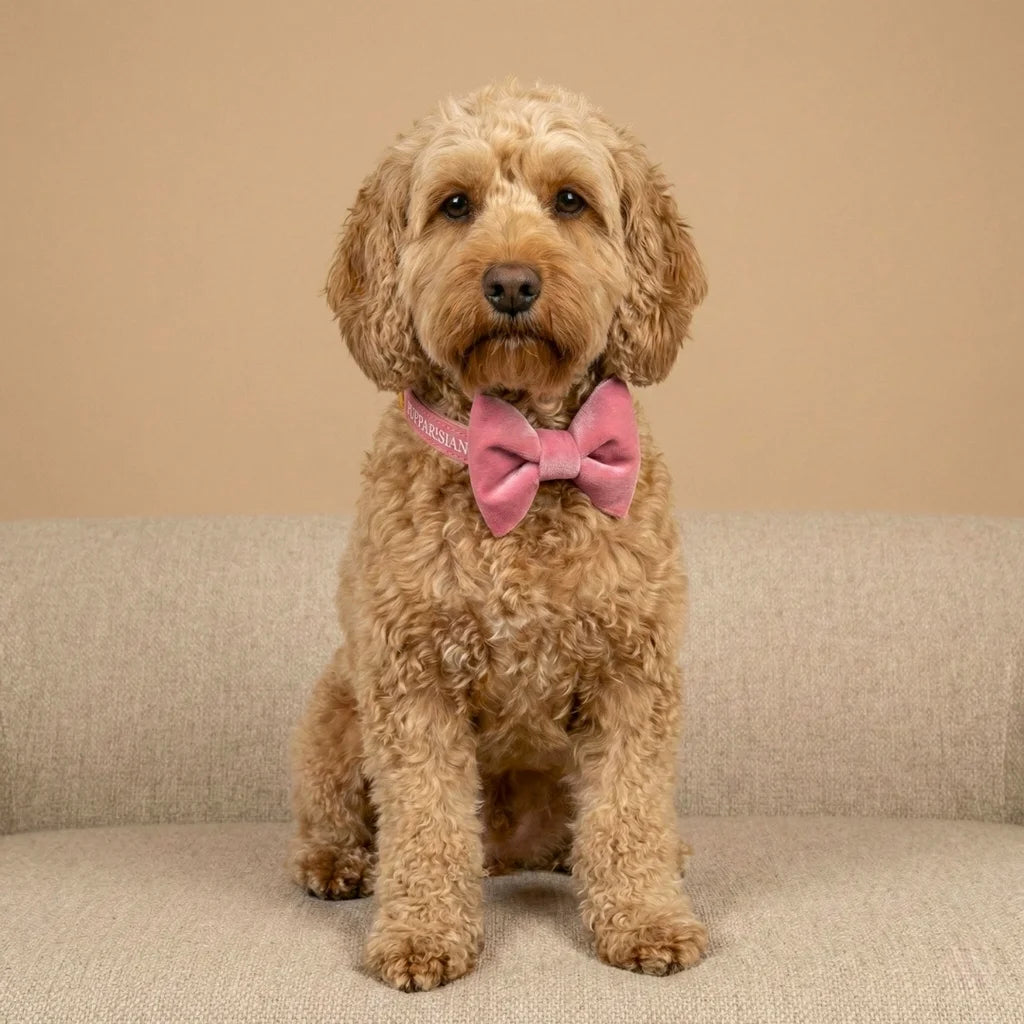 Welurowa obroża z muszką dla psa – różowa