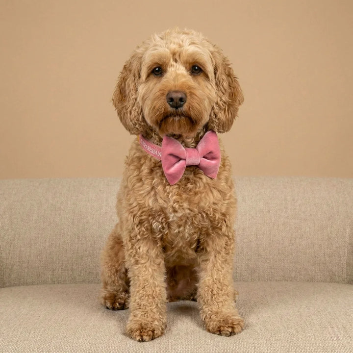 Welurowa obroża z muszką dla psa – różowa