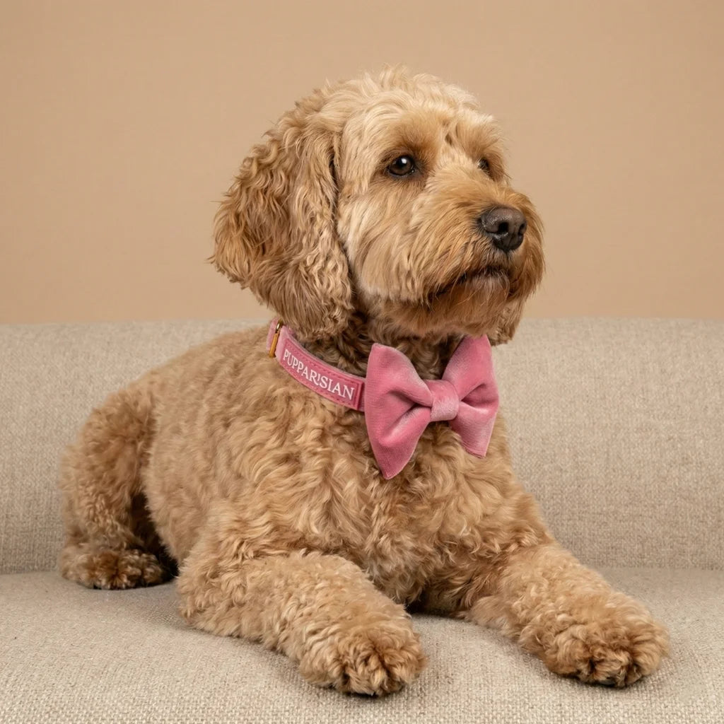 Welurowa obroża z muszką dla psa – różowa