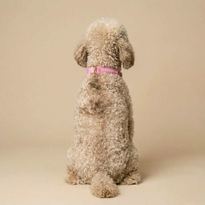 Welurowa obroża z muszką dla psa – różowa