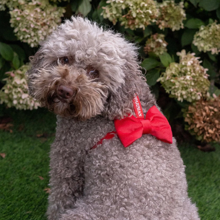 Welurowe szelki guard dla psa z kokardą 2.0 – czerwone