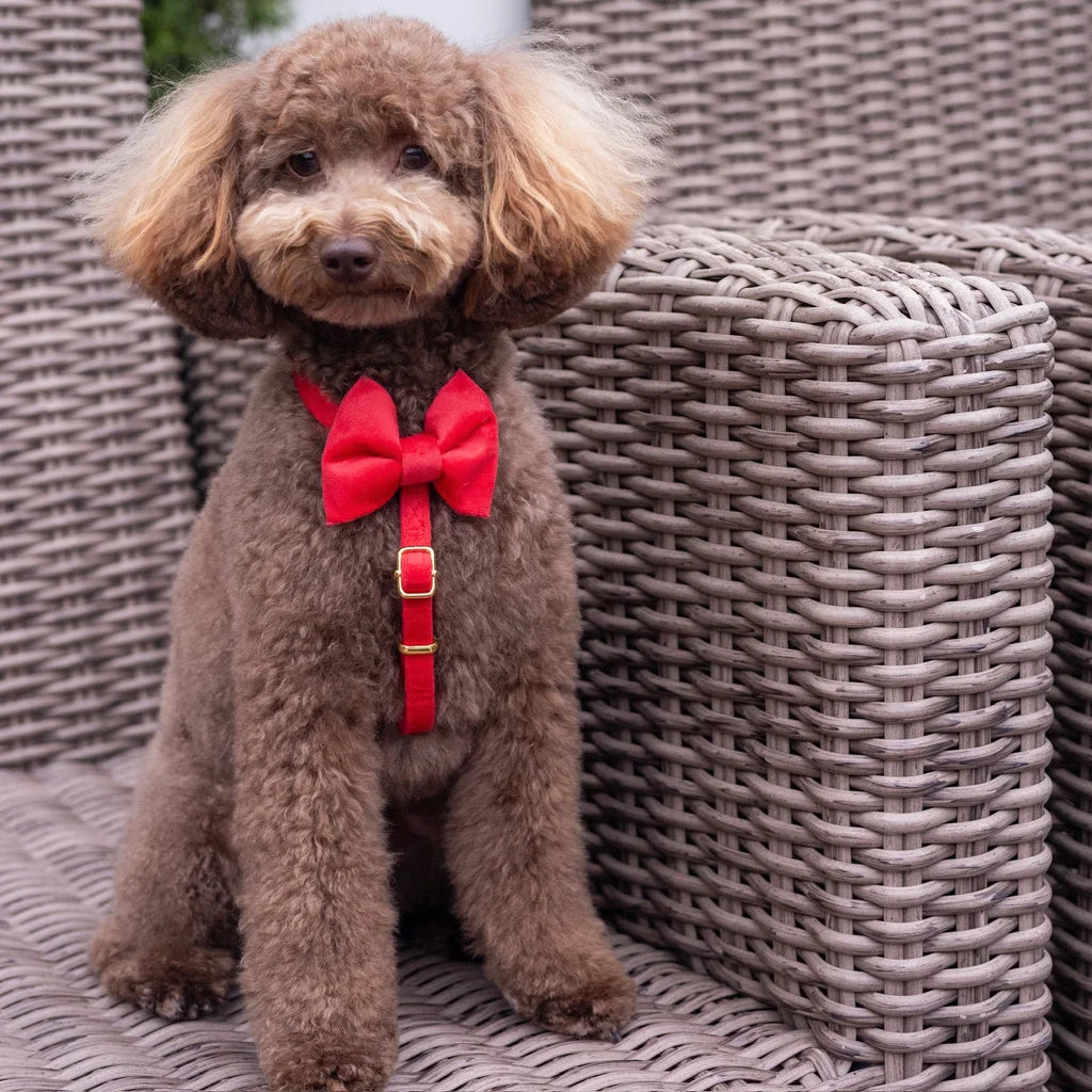 Welurowe szelki guard dla psa z kokardą 2.0 – czerwone