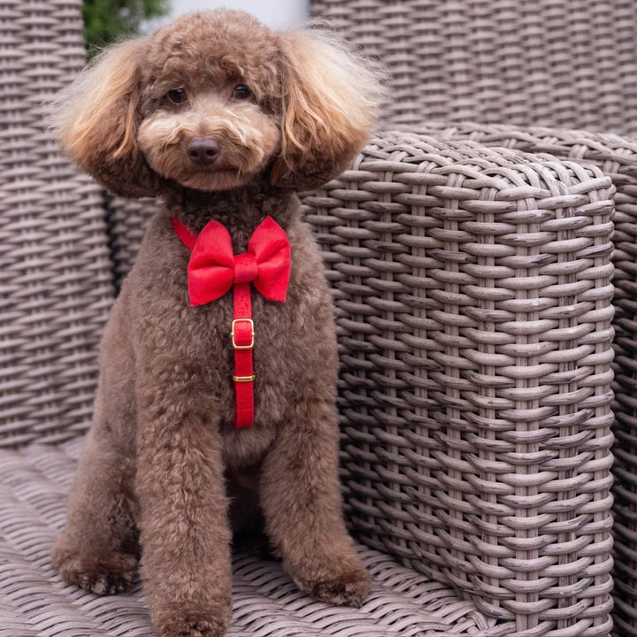 Welurowe szelki guard dla psa z kokardą 2.0 – czerwone