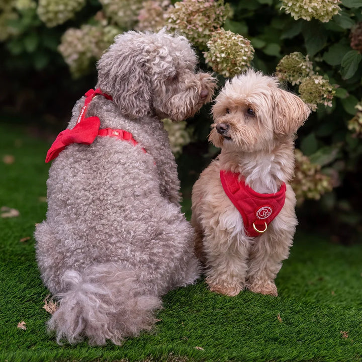 Welurowe szelki guard dla psa z kokardą 2.0 – czerwone