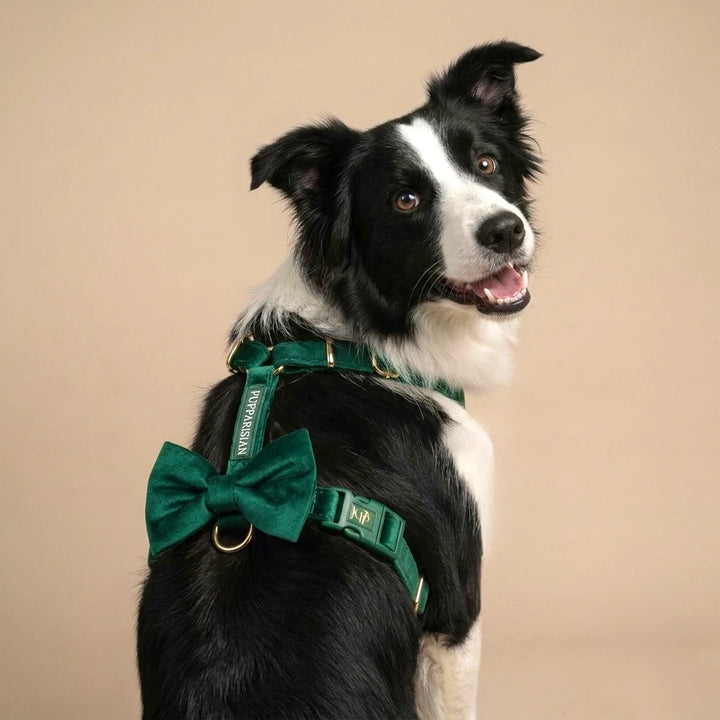 Welurowa muszka dla psa - butelkowa zieleń – border collie w szelkach guard z muszką