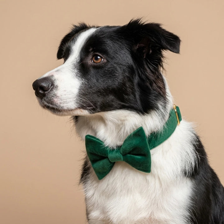 Welurowa obroża z muszką dla psa - butelkowa zieleń – border collie z muszką