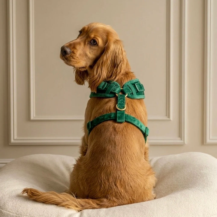 Welurowe szelki bezuciskowe dla psa - butelkowa zieleń – cocker spaniel z muszką