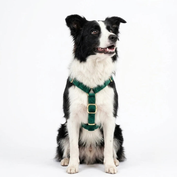 Welurowe szelki guard dla psa z kokardą - butelkowa zieleń – border collie, ujęcie z przodu