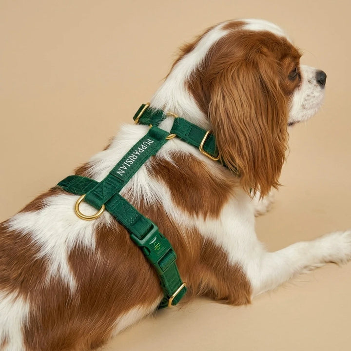 Welurowe szelki guard dla psa - butelkowa zieleń – cavalier king charles spaniel