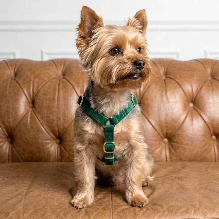 Welurowe szelki guard dla psa - butelkowa zieleń – yorkshire terrier na skórzanej sofie
