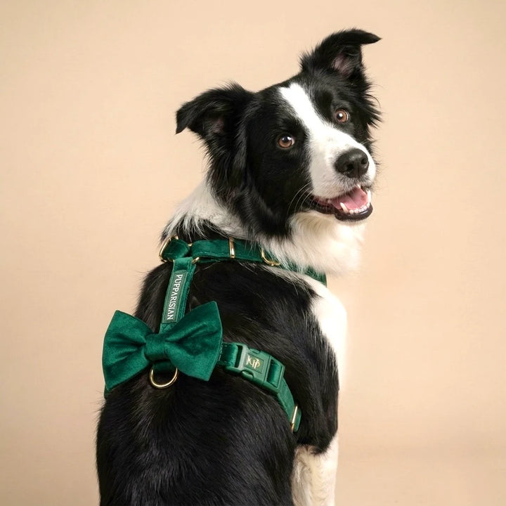 Welurowe szelki guard dla psa z kokardą - butelkowa zieleń – border collie z kokardą