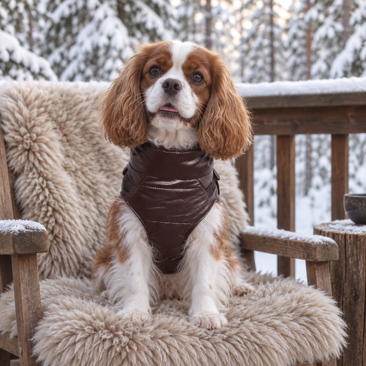 Kurtka dla psa zimowa 2w1 ocieplana wodoodporna - Brązowa – cavalier king charles spaniel na futrzanym kocu zimą