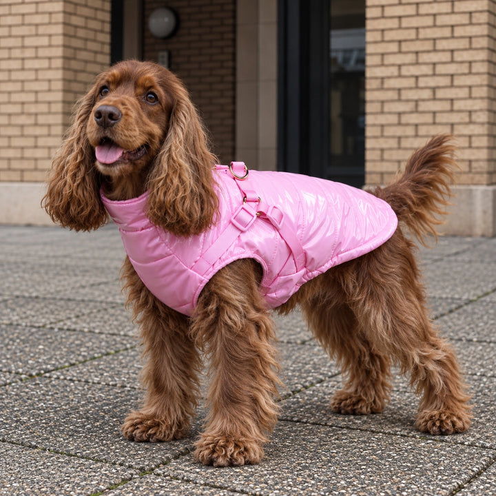 Kurtka dla psa zimowa 2w1 ocieplana wodoodporna - Cukierkowy róż – cocker spaniel na miejskim chodniku