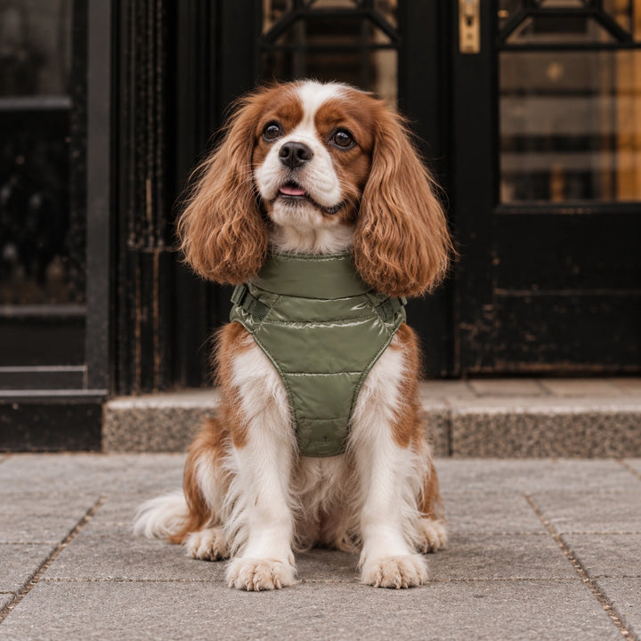 Kurtka dla psa zimowa 2w1 ocieplana wodoodporna - Oliwkowa – cavalier king charles spaniel siedzi przed wejściem