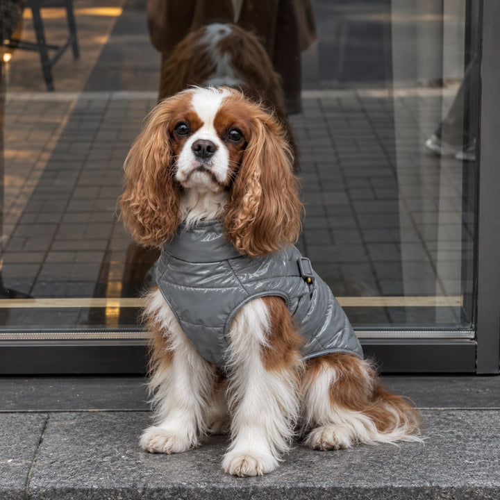 Kurtka dla psa zimowa 2w1 ocieplana wodoodporna - Szara – cavalier king charles spaniel siedzi przy witrynie sklepu