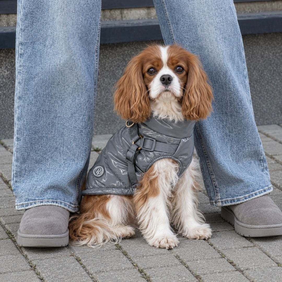 Kurtka dla psa zimowa 2w1 ocieplana wodoodporna - Szara – cavalier king charles spaniel siedzi u stóp właścicielki