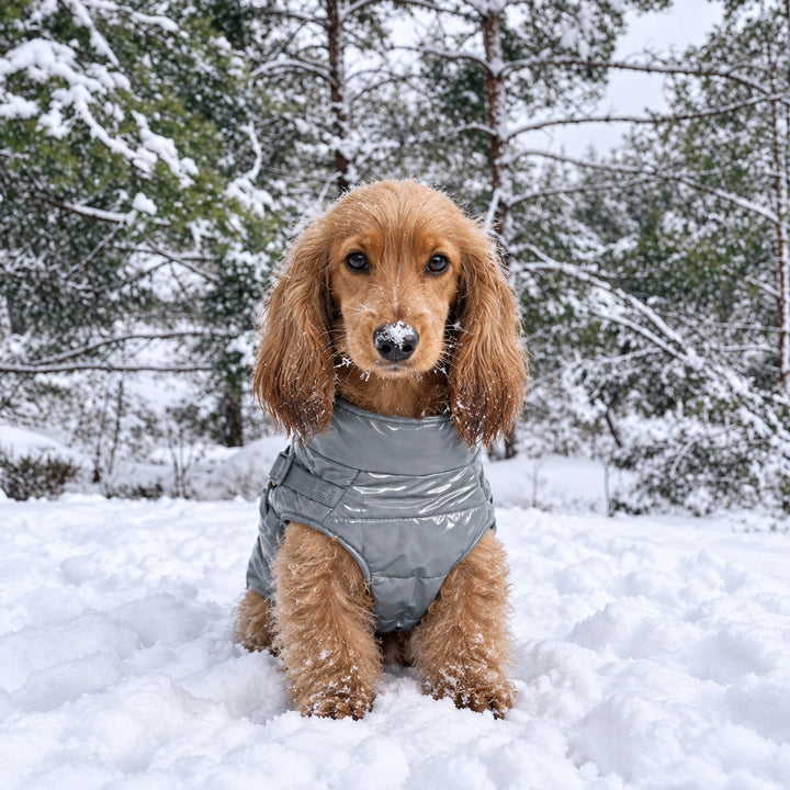 Kurtka dla psa zimowa 2w1 ocieplana wodoodporna - Szara – cocker spaniel w śniegu